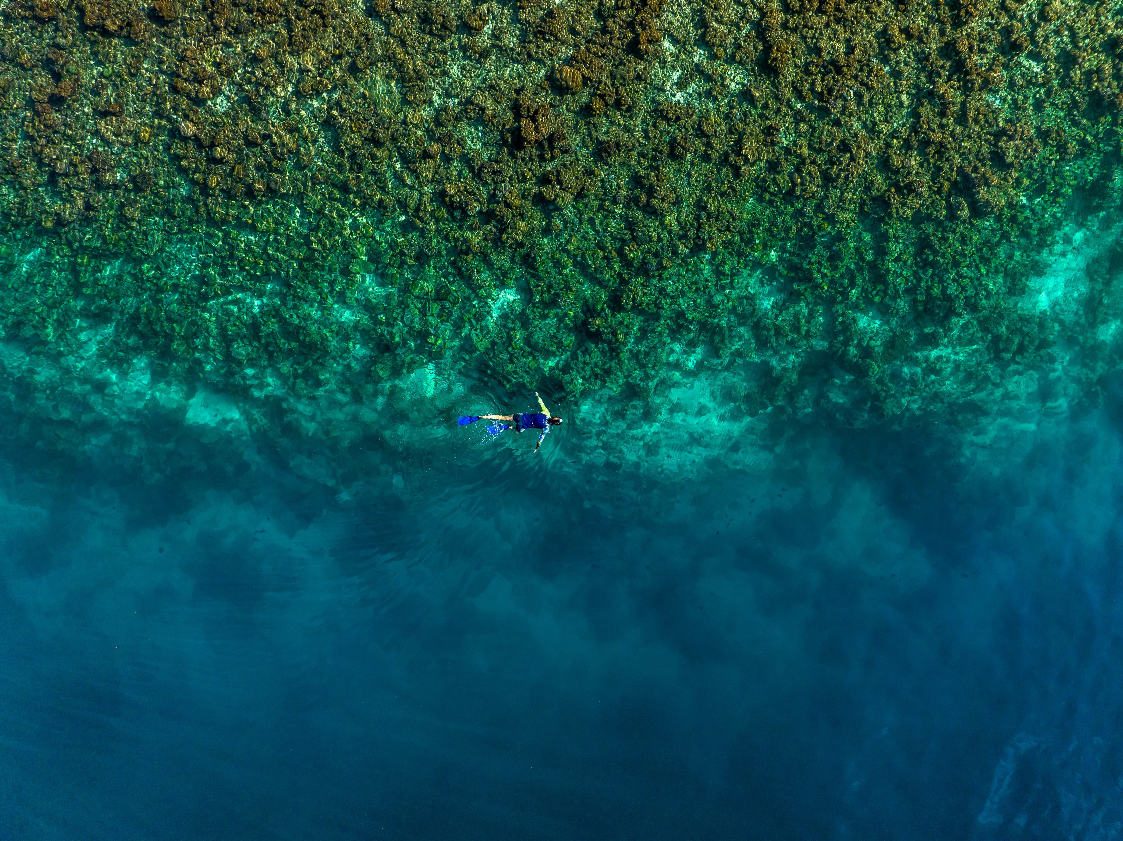 Reef snorkeling aerial